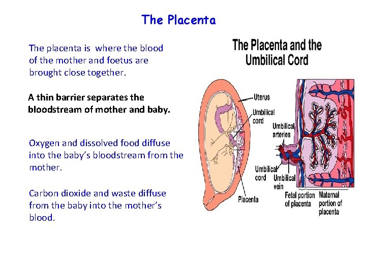 The Placenta The placenta is where the blood of the mother and foetus are