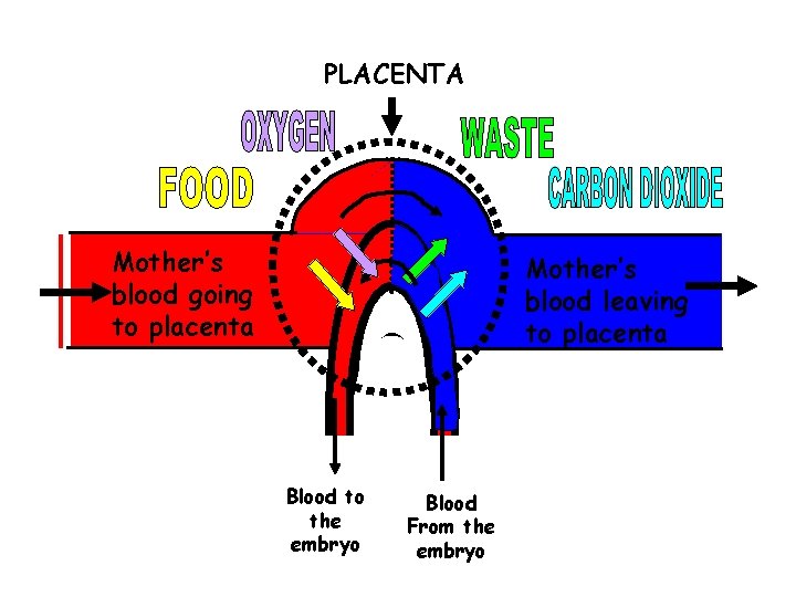 PLACENTA Mother’s blood going to placenta Mother’s blood leaving to placenta Blood to the