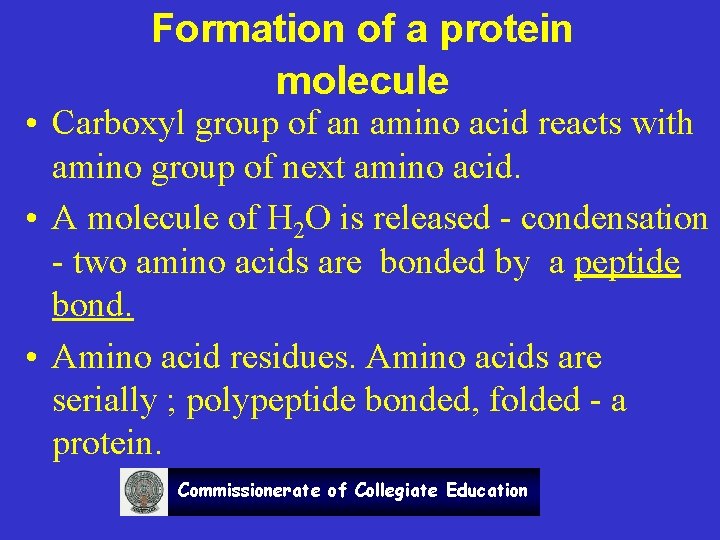 Formation of a protein molecule • Carboxyl group of an amino acid reacts with