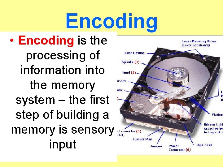 Encoding • Encoding is the processing of information into the memory system – the