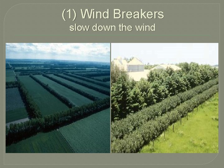 (1) Wind Breakers slow down the wind 