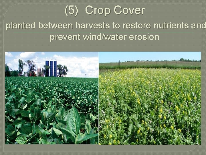 (5) Crop Cover planted between harvests to restore nutrients and prevent wind/water erosion 