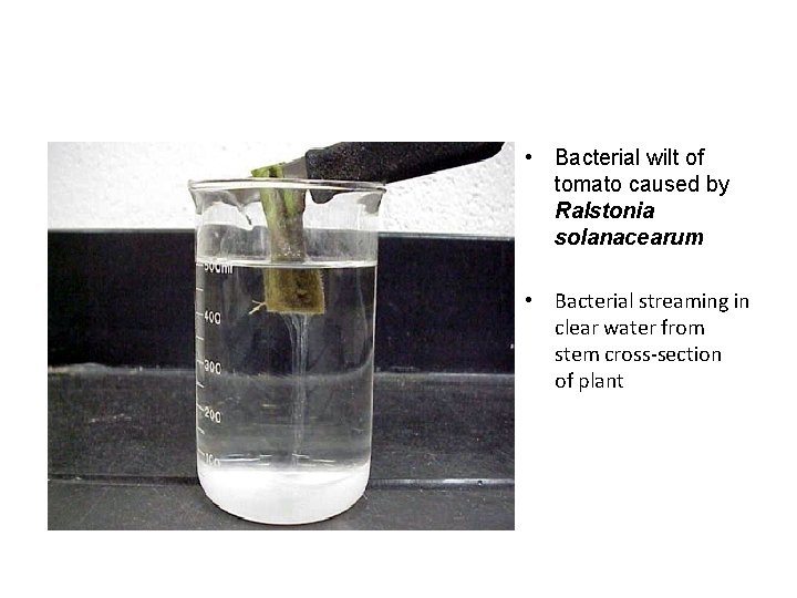  • Bacterial wilt of tomato caused by Ralstonia solanacearum • Bacterial streaming in