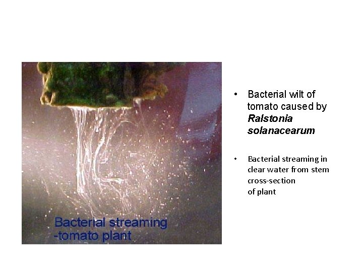  • Bacterial wilt of tomato caused by Ralstonia solanacearum • Bacterial streaming in