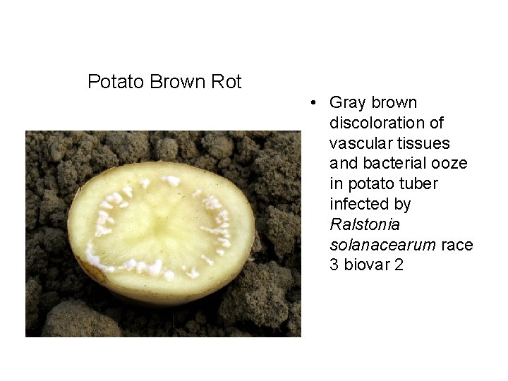 Potato Brown Rot • Gray brown discoloration of vascular tissues and bacterial ooze in
