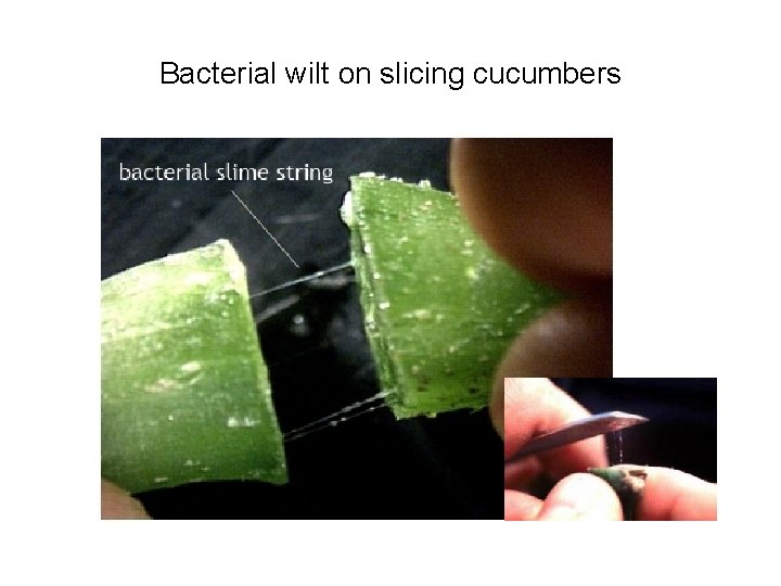 Bacterial wilt on slicing cucumbers 