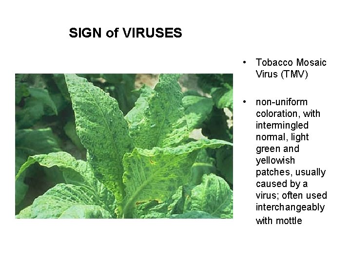 SIGN of VIRUSES • Tobacco Mosaic Virus (TMV) • non-uniform coloration, with intermingled normal,