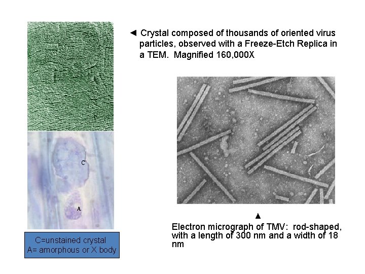 ◄ Crystal composed of thousands of oriented virus particles, observed with a Freeze-Etch Replica