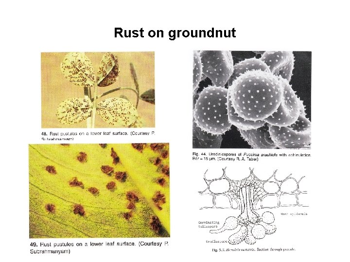 Rust on groundnut 