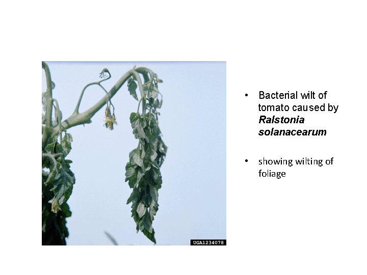  • Bacterial wilt of tomato caused by Ralstonia solanacearum • showing wilting of