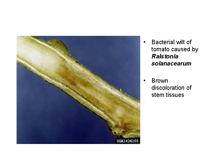  • Bacterial wilt of tomato caused by Ralstonia solanacearum • Brown discoloration of