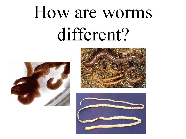 How are worms different? 
