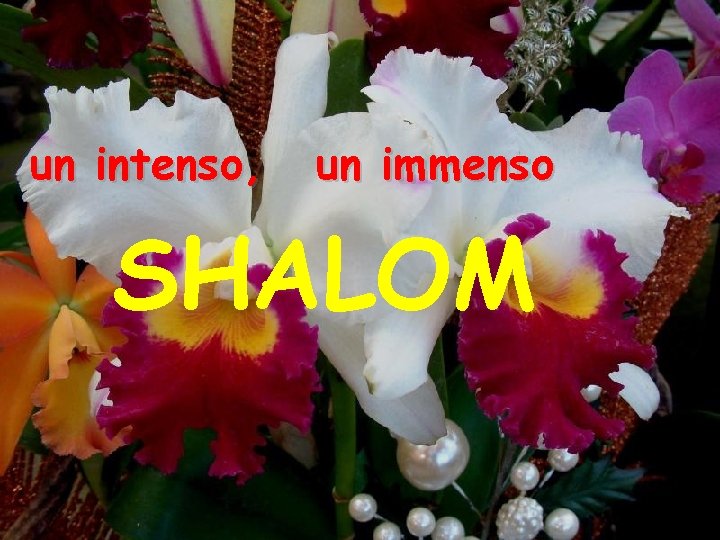 un intenso, un immenso SHALOM 