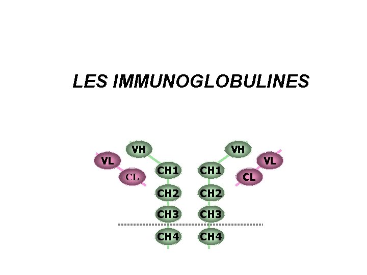 LES IMMUNOGLOBULINES VL VH CH 1 CH 2 CH 3 CH 4 CL VL