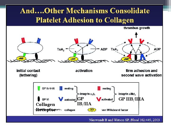 Collagen Receptor GP IB/IIA GP IIB/IIIA 