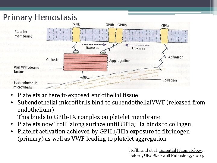 Primary Hemostasis • Platelets adhere to exposed endothelial tissue • Subendothelial microfibrils bind to