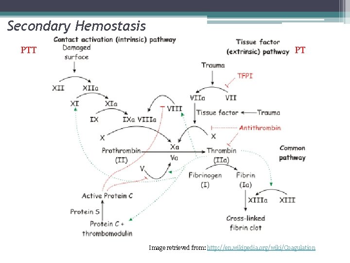 Secondary Hemostasis PTT PT Image retrieved from: http: //en. wikipedia. org/wiki/Coagulation 