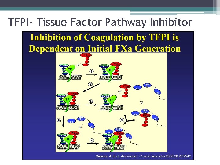 TFPI- Tissue Factor Pathway Inhibitor 