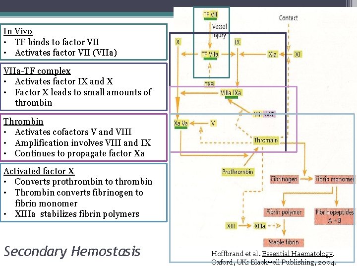 In Vivo • TF binds to factor VII • Activates factor VII (VIIa) VIIa-TF