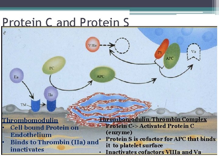 Protein C and Protein S Thrombomodulin/Thrombin Complex Thrombomodulin • Protein C-> Activated Protein C