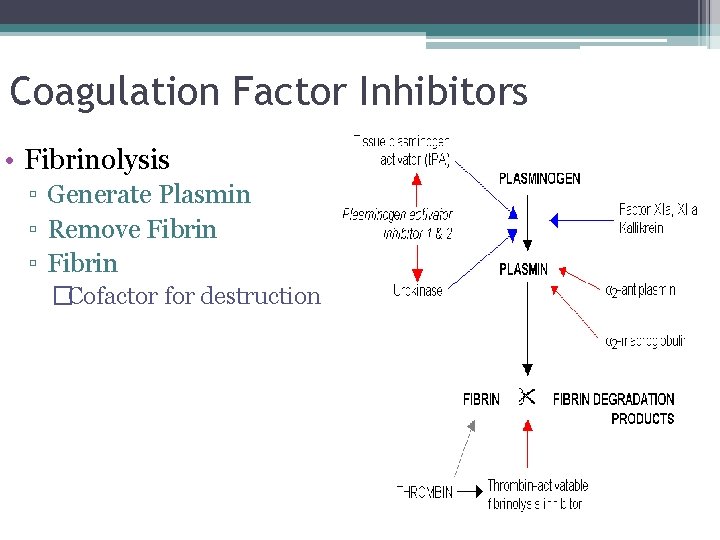 Coagulation Factor Inhibitors • Fibrinolysis ▫ Generate Plasmin ▫ Remove Fibrin ▫ Fibrin �Cofactor