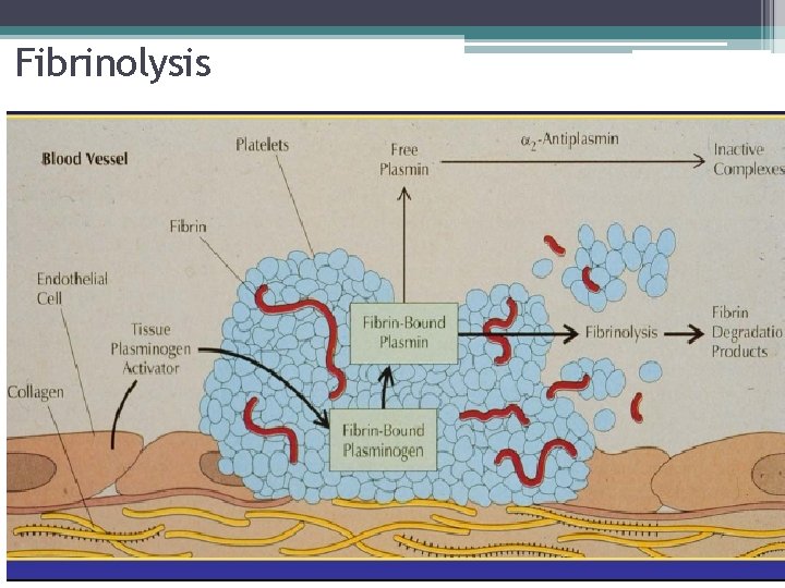 Fibrinolysis 