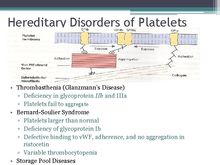 Hereditary Disorders of Platelets • Thrombasthenia (Glanzmann’s Disease) ▫ Deficiency in glycoprotein IIb and