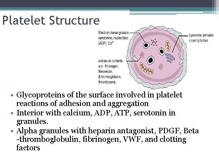 Platelet Structure • Glycoproteins of the surface involved in platelet reactions of adhesion and