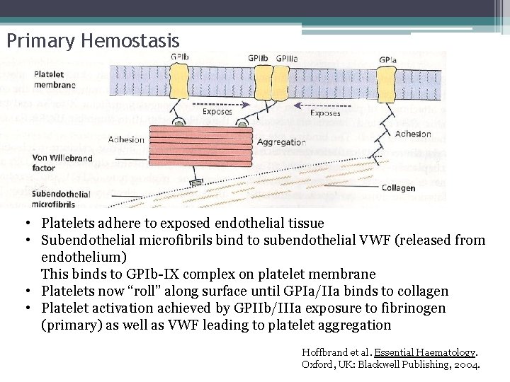 Primary Hemostasis • Platelets adhere to exposed endothelial tissue • Subendothelial microfibrils bind to