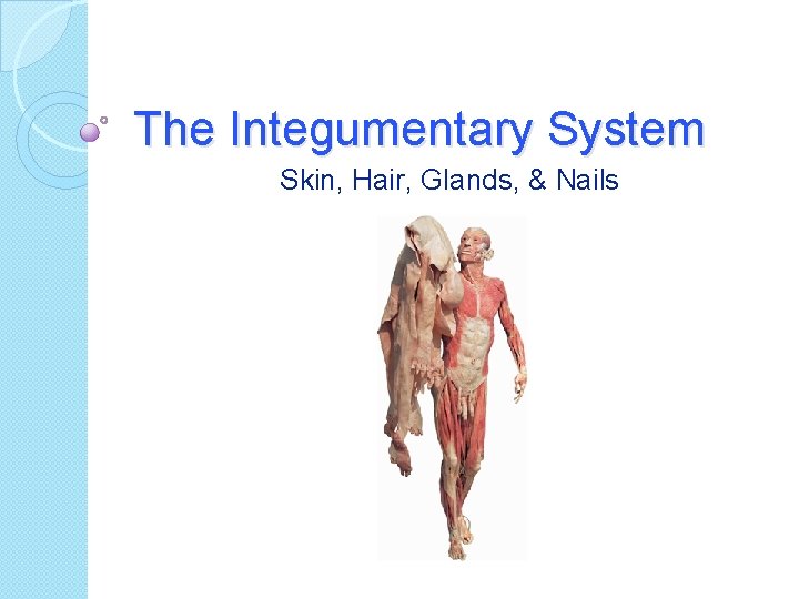 The Integumentary System Skin, Hair, Glands, & Nails 