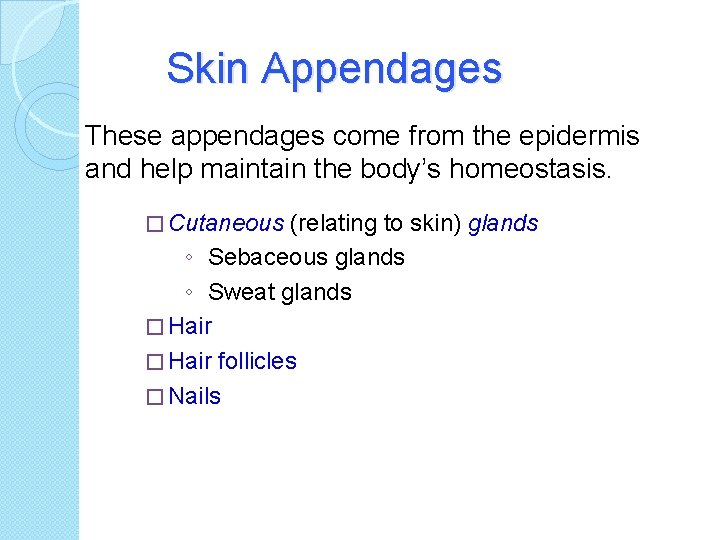 Skin Appendages These appendages come from the epidermis and help maintain the body’s homeostasis.