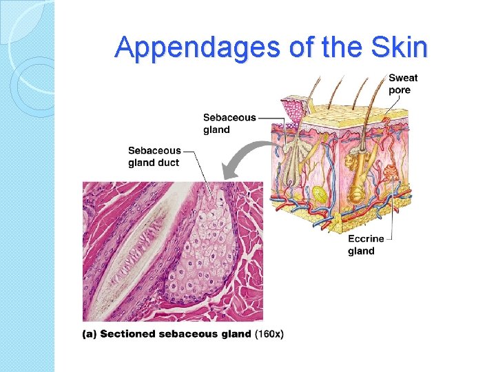 Appendages of the Skin 