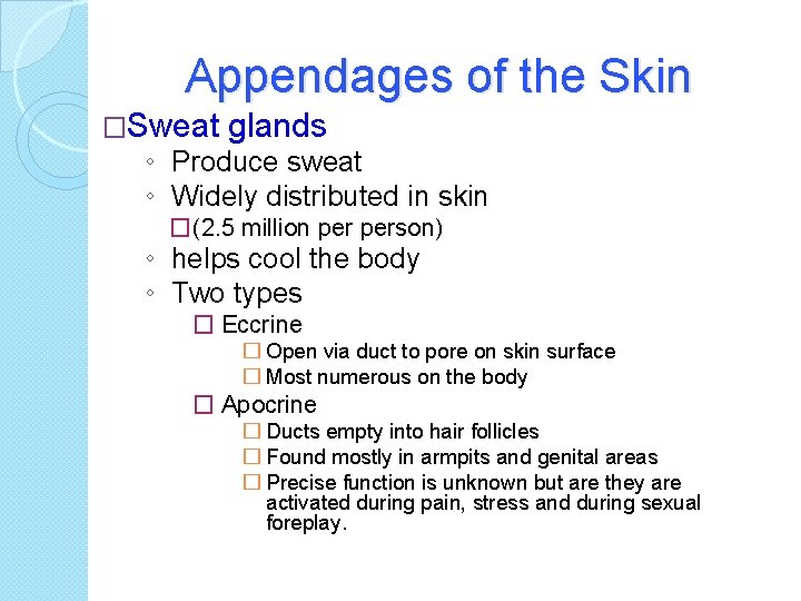 Appendages of the Skin �Sweat glands ◦ Produce sweat ◦ Widely distributed in skin