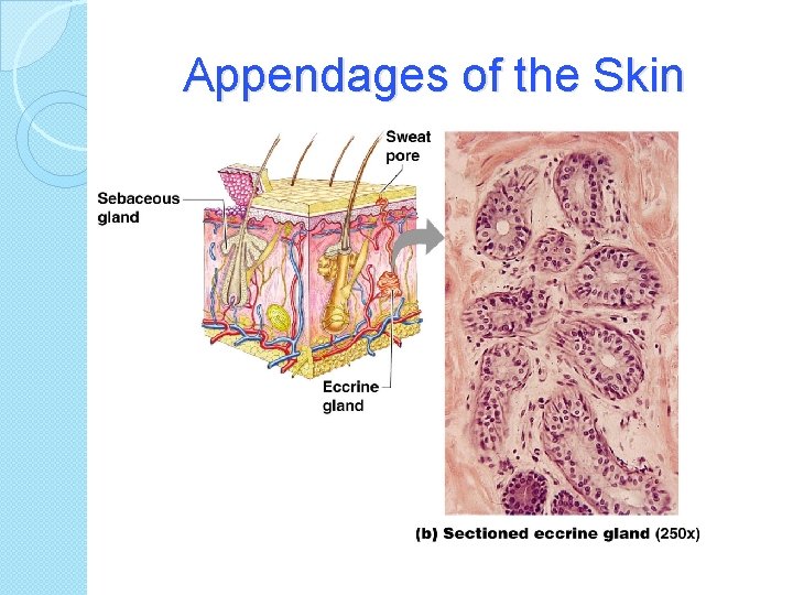 Appendages of the Skin 