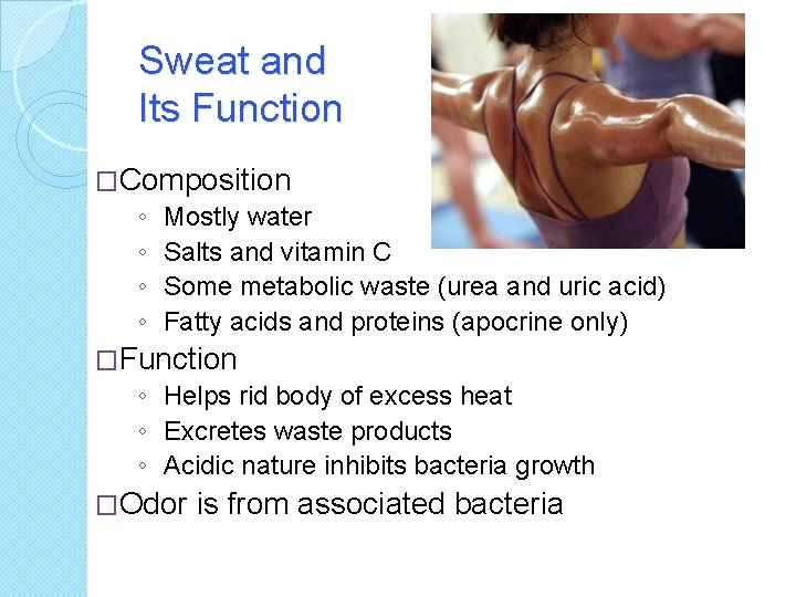 Sweat and Its Function �Composition ◦ Mostly water ◦ Salts and vitamin C ◦