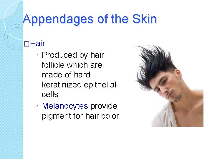 Appendages of the Skin �Hair ◦ Produced by hair follicle which are made of