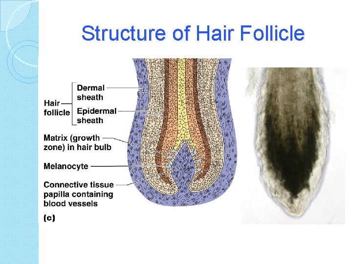 Structure of Hair Follicle 