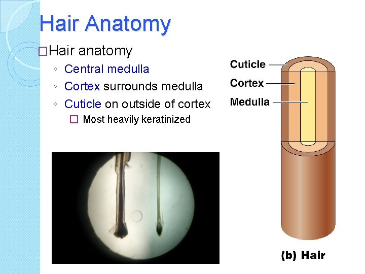 Hair Anatomy �Hair anatomy ◦ Central medulla ◦ Cortex surrounds medulla ◦ Cuticle on