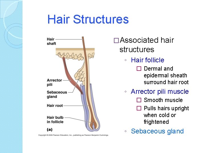 Hair Structures �Associated hair structures ◦ Hair follicle � Dermal and epidermal sheath surround