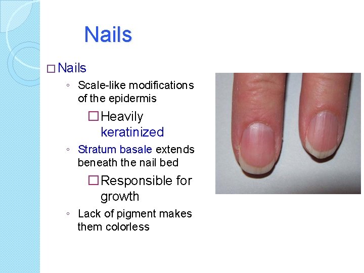 Nails � Nails ◦ Scale-like modifications of the epidermis �Heavily keratinized ◦ Stratum basale