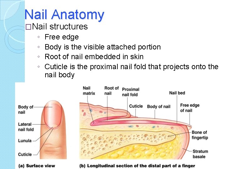 Nail Anatomy �Nail structures ◦ Free edge ◦ Body is the visible attached portion