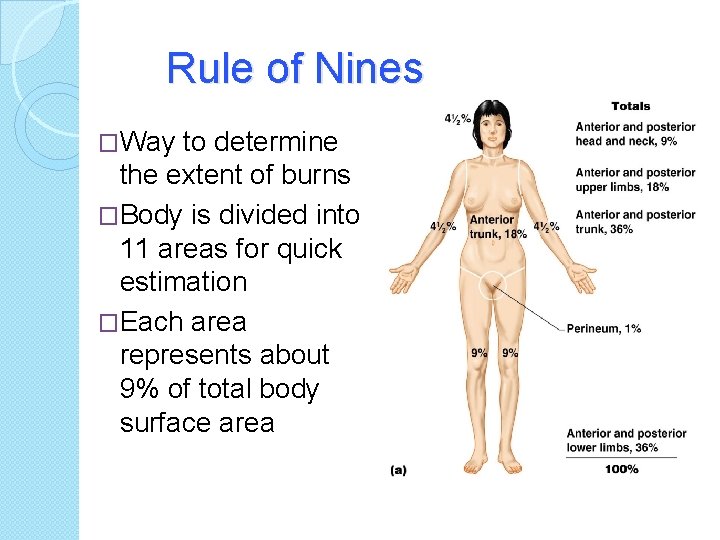 Rule of Nines �Way to determine the extent of burns �Body is divided into