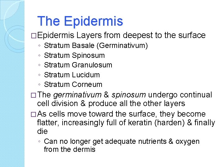 The Epidermis �Epidermis ◦ ◦ ◦ Layers from deepest to the surface Stratum Basale