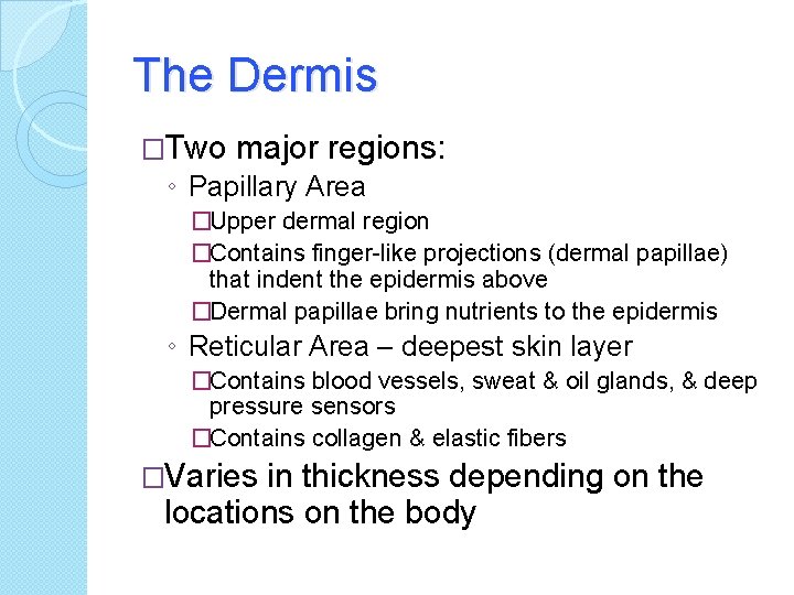 The Dermis �Two major regions: ◦ Papillary Area �Upper dermal region �Contains finger-like projections