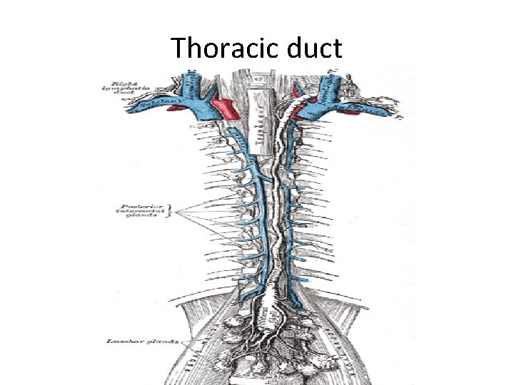 Thoracic duct Thoracic duct