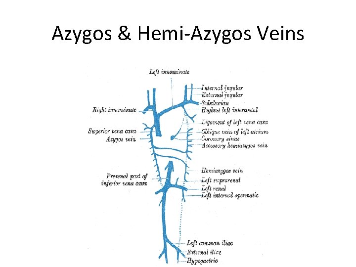 Azygos & Hemi-Azygos Veins Azygos & Hemi-Azygos Veins