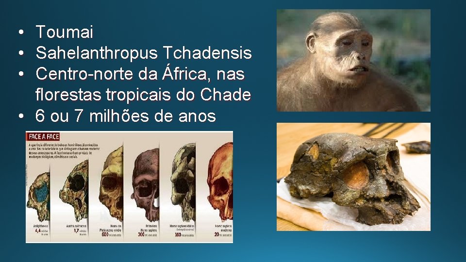  • Toumai • Sahelanthropus Tchadensis • Centro-norte da África, nas florestas tropicais do