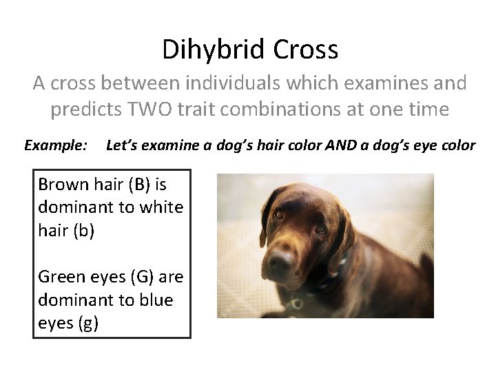 Dihybrid Cross A cross between individuals which examines and predicts TWO trait combinations at