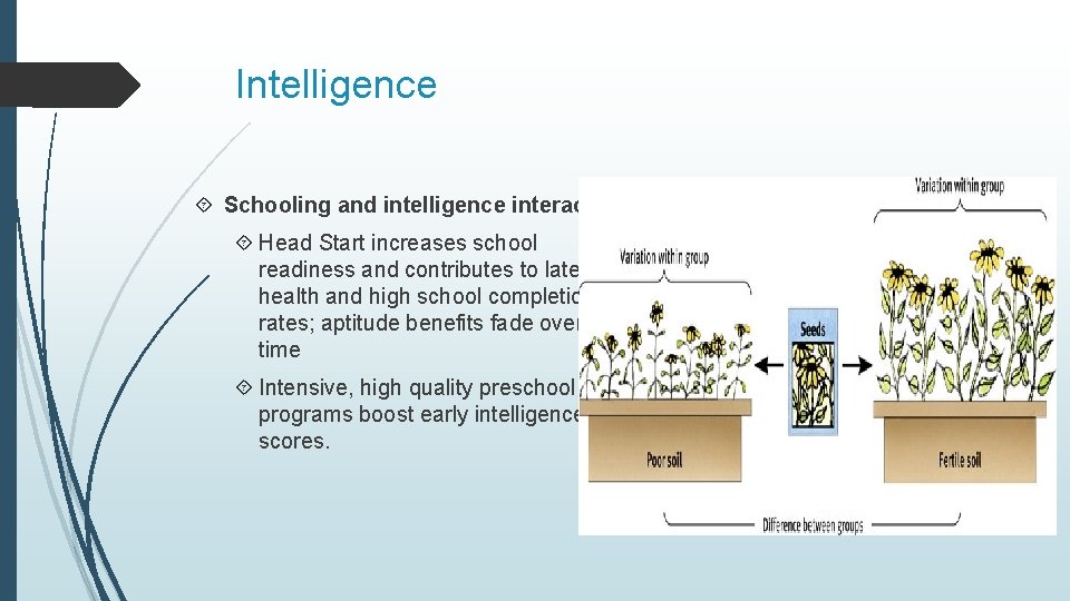 Intelligence Schooling and intelligence interact. Head Start increases school readiness and contributes to later