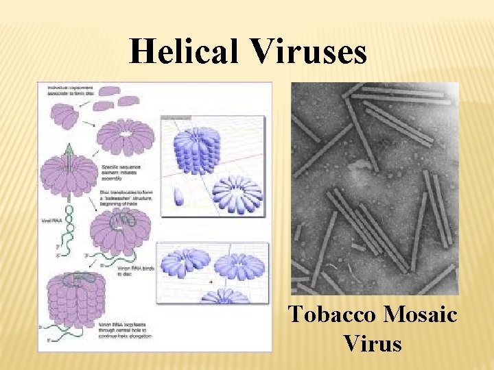 Helical Viruses Tobacco Mosaic Virus 